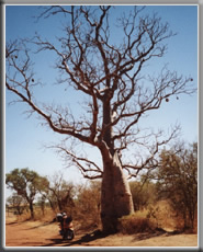 Bolwell scooter under a Boab tree near Derby far north WA
